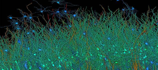Полное сканирование 1 кубического миллиметра мозговой ткани заняло 1,4 петабайта данных, что сопоставимо с 14 000 фильмов в 4K